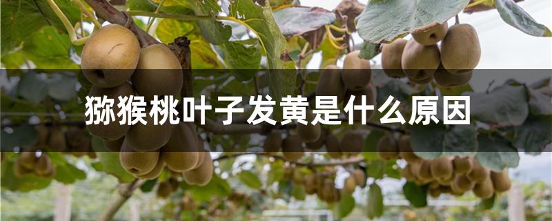 猕猴桃叶子发黄是什么原因