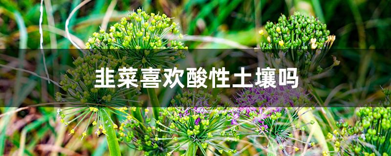 韭菜喜欢酸性土壤吗