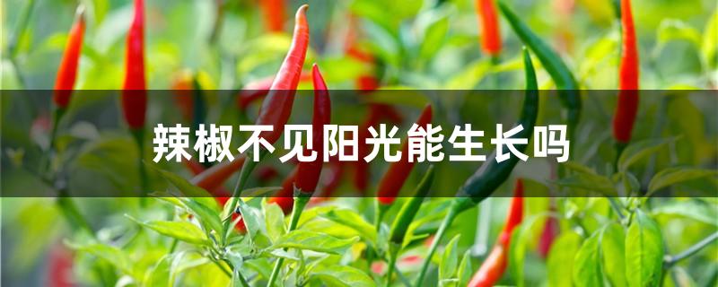 辣椒不见阳光能生长吗