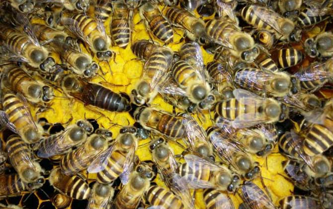 蜂王关起来会饿死吗