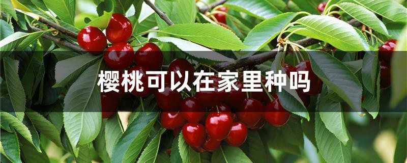 樱桃可以在家里种吗