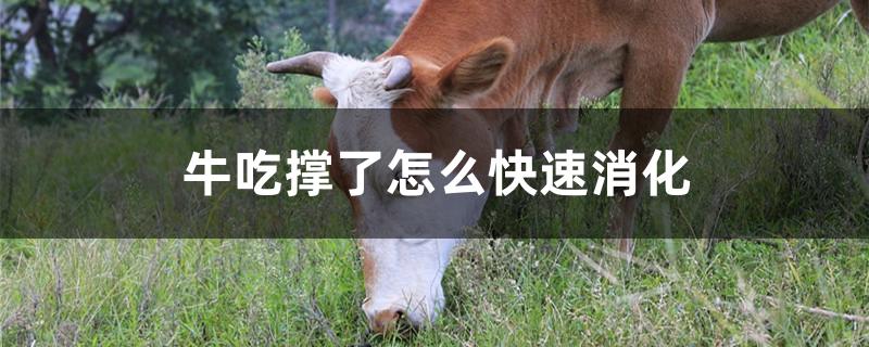 牛吃撑了怎么快速消化