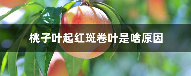 桃子叶起红斑卷叶是啥原因