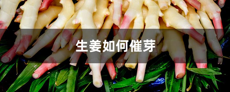 生姜如何催芽