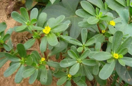 吃马齿苋有什么好处？