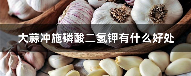 大蒜冲施磷酸二氢钾有什么好处