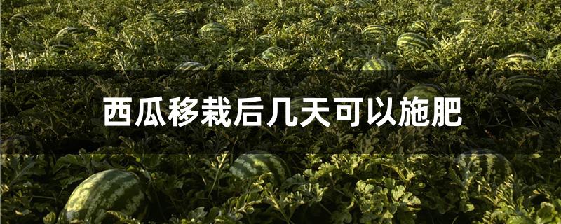 西瓜移栽后几天可以施肥