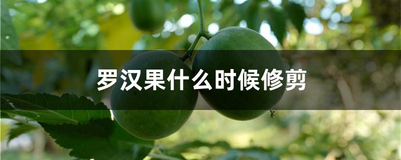 罗汉果什么时候修剪