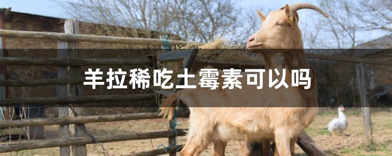 羊拉稀吃土霉素可以吗