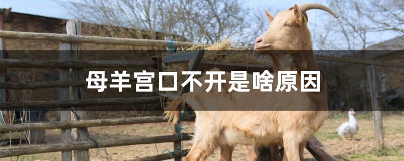 母羊宫口不开是啥原因