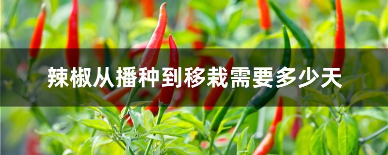 辣椒从播种到移栽需要多少天