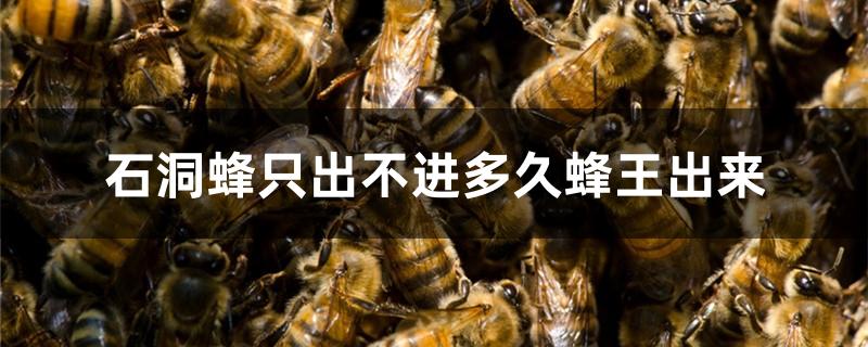 石洞蜂只出不进多久蜂王出来