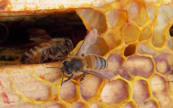 巢虫怎么防治最有效