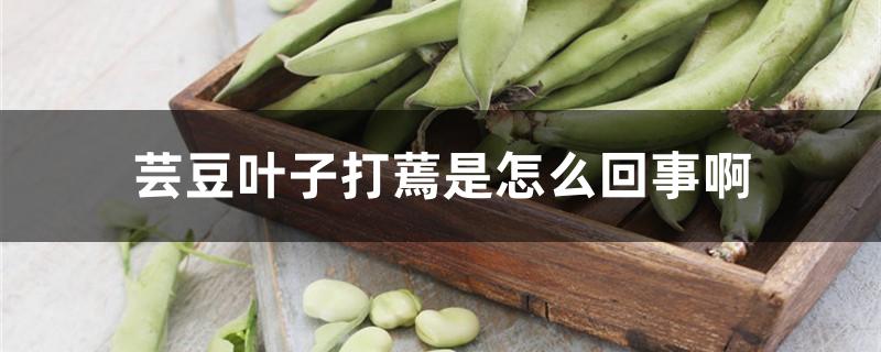 芸豆叶子打蔫是怎么回事啊