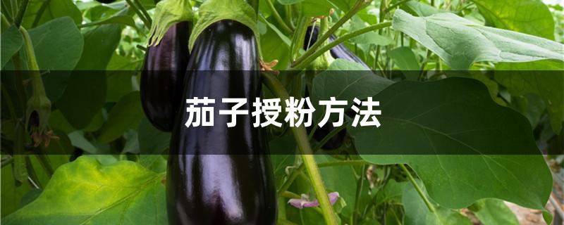 茄子授粉方法