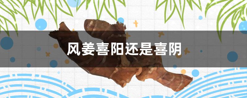 风姜喜阳还是喜阴