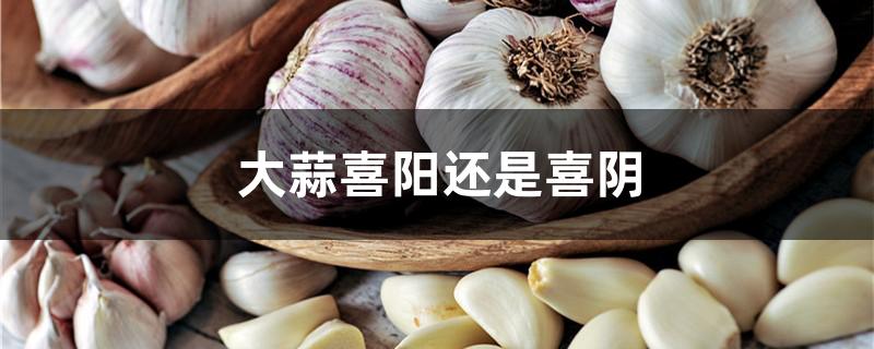 大蒜喜阳还是喜阴