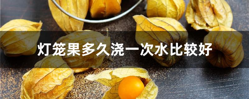 灯笼果多久浇一次水比较好