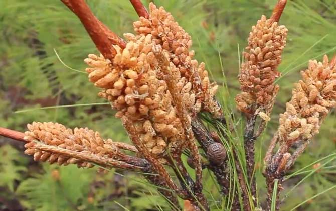 松花粉破壁是什么意思