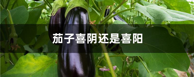 茄子喜阴还是喜阳