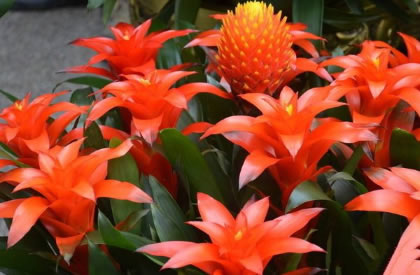 家里最旺财的十种花介绍