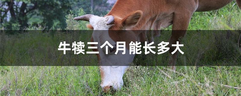 牛犊三个月能长多大