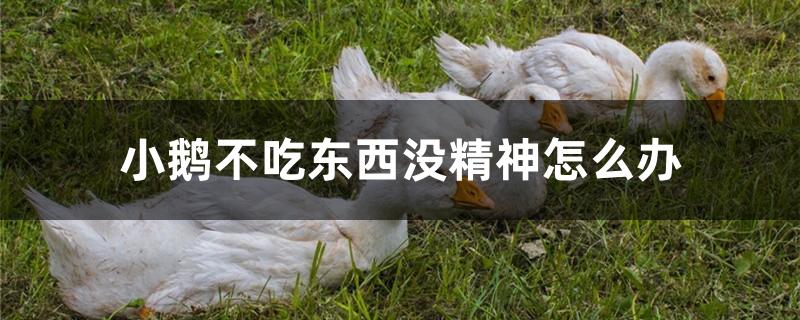 小鹅不吃东西没精神怎么办
