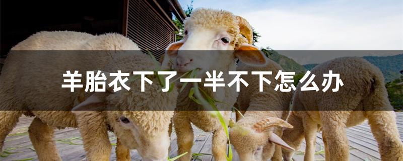 羊胎衣下了一半不下怎么办