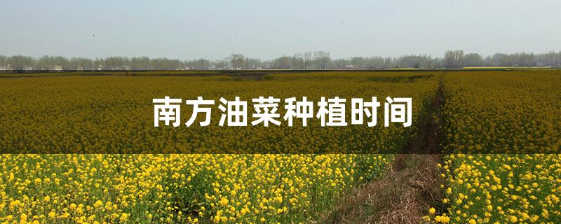 南方油菜种植时间