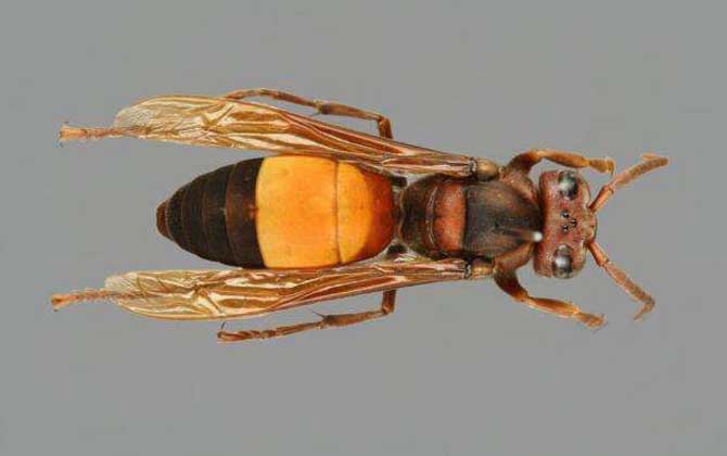 黄腰胡蜂的天敌有哪些