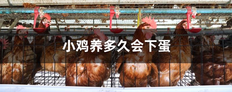 小鸡养多久会下蛋