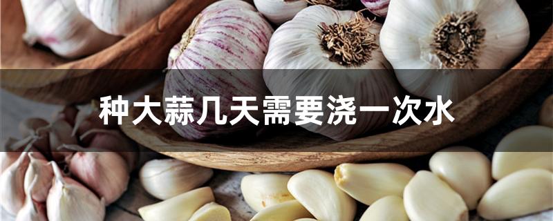 种大蒜几天需要浇一次水