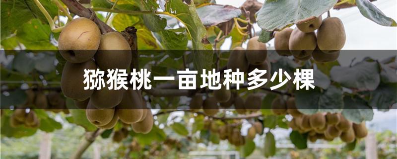 猕猴桃一亩地种多少棵