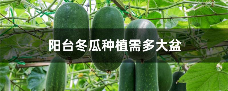 阳台冬瓜种植需多大盆
