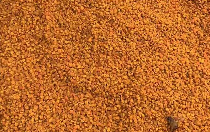 蜂花粉价格多少钱一斤