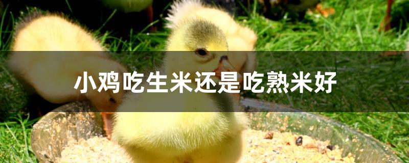 小鸡吃生米还是吃熟米好