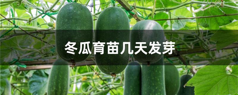 冬瓜育苗几天发芽