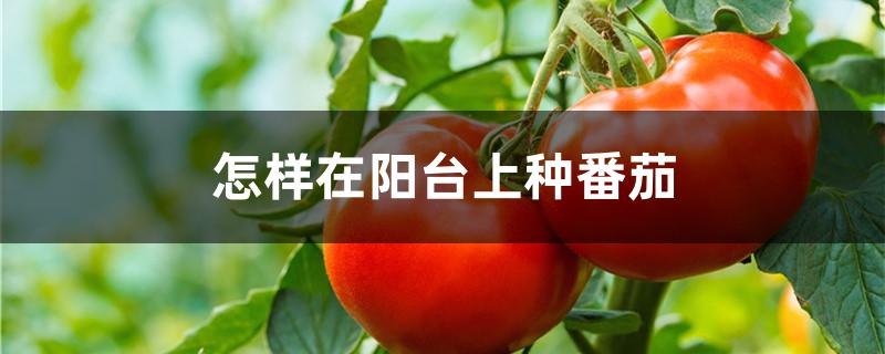 怎样在阳台上种番茄