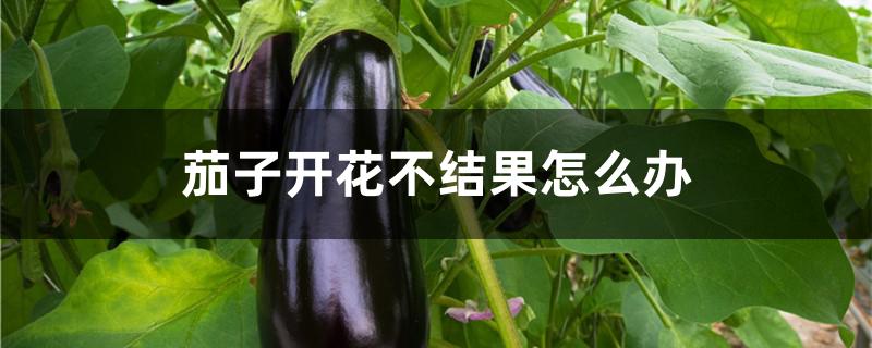 茄子开花不结果怎么办