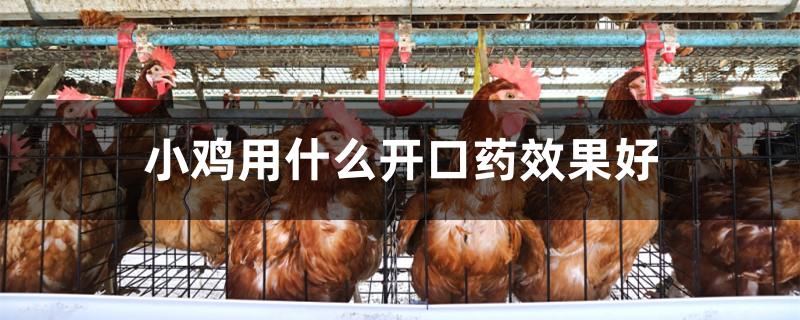 小鸡用什么开口药效果好