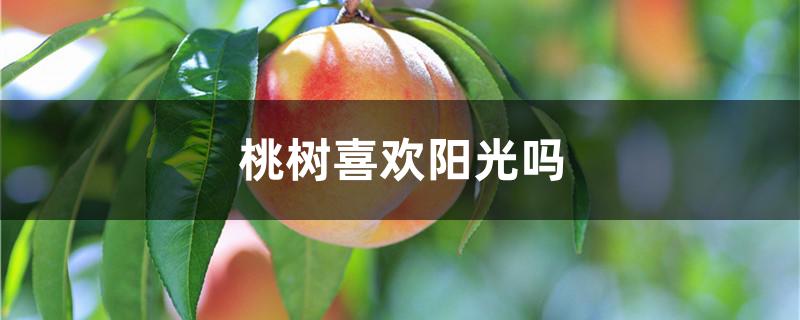 桃树喜欢阳光吗