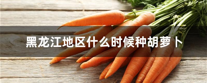 黑龙江地区什么时候种胡萝卜