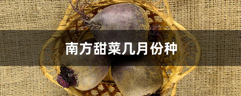 南方甜菜几月份种
