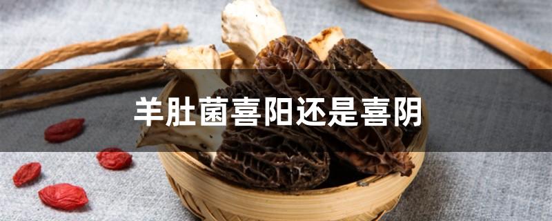 羊肚菌喜阳还是喜阴