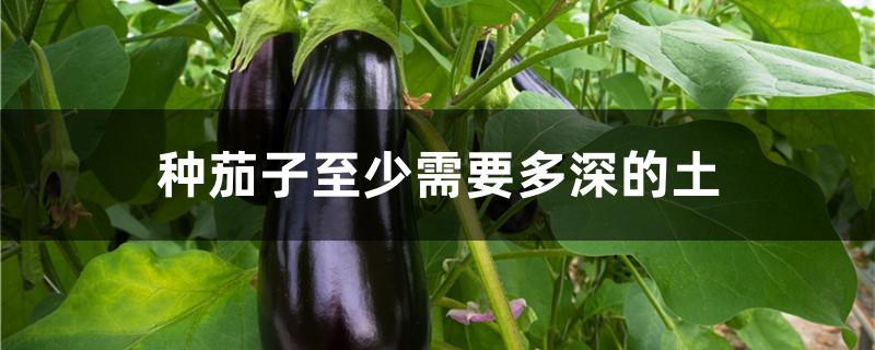 种茄子至少需要多深的土