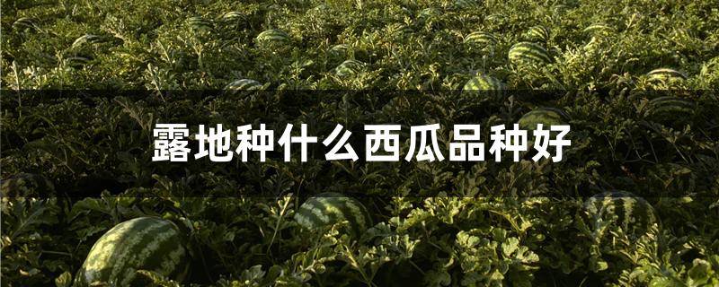 露地种什么西瓜品种好