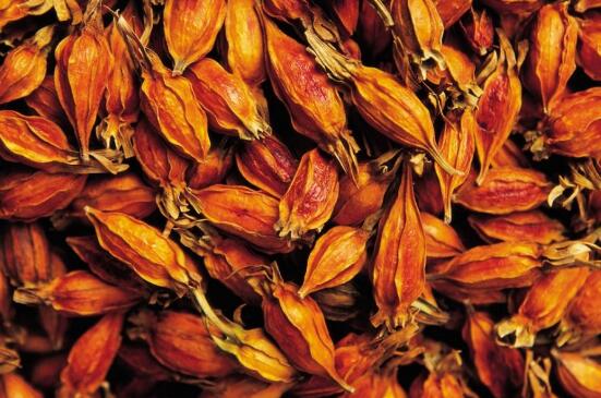 黄栀子的功效与作用及禁忌