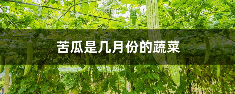 苦瓜是几月份的蔬菜