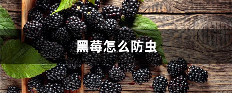 黑莓怎么防虫