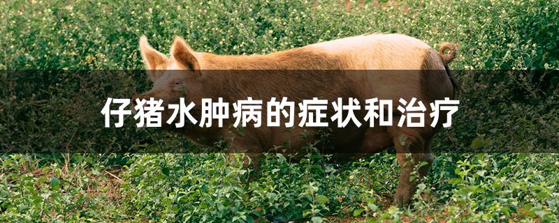 仔猪水肿病的症状和治疗